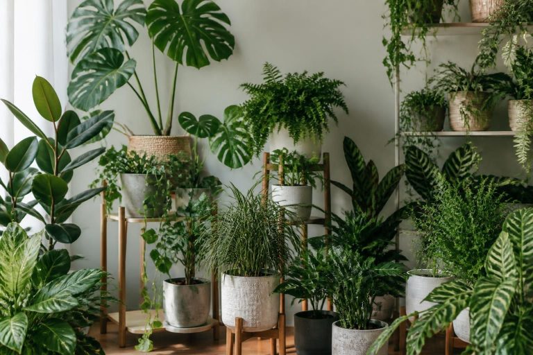Plantes vertes d'intérieur : 30 variétés en photos avec leur nom